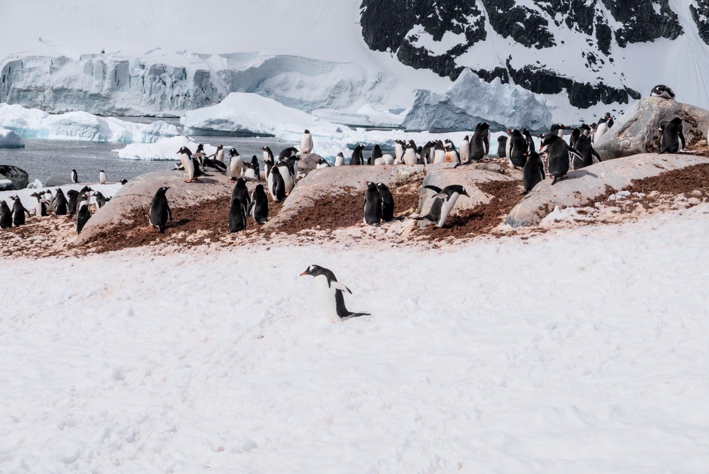 202411_antarctica, antarctica, fauna, netpost, penguin, place