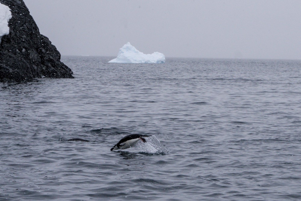 202411_antarctica, antarctica, fauna, netpost, penguin, place