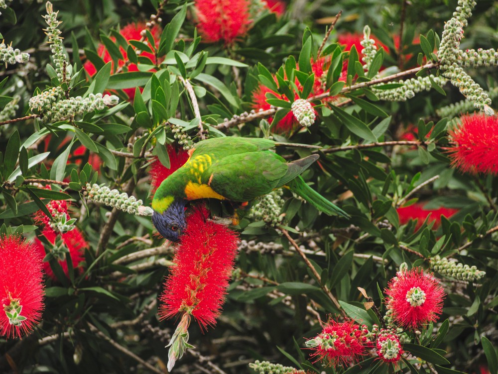 20250927_sydney, netpost