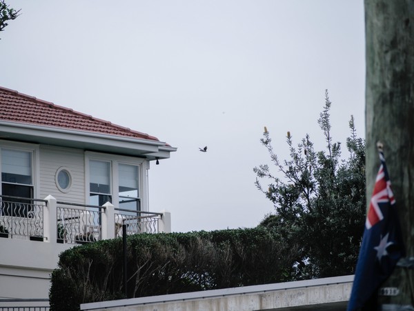 20250927_sydney, netpost