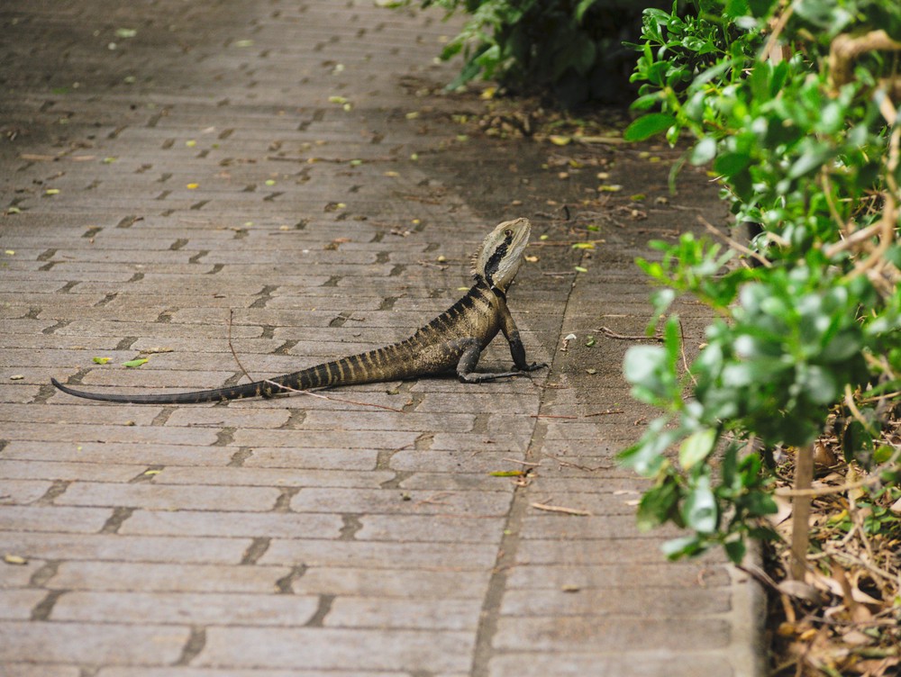 20250927_sydney, netpost