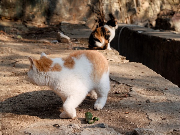 20251226_taian, netpost