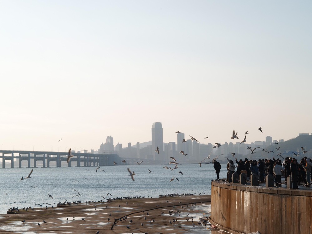 20251230_dalian, netpost