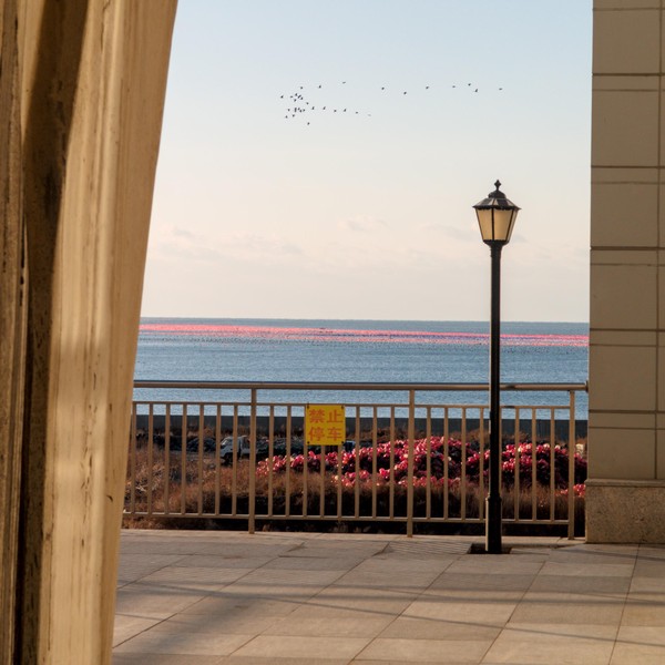 20251230_dalian, netpost