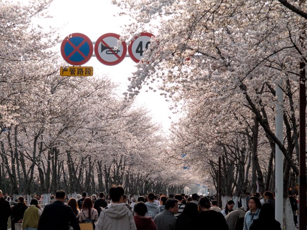 20260328_yangzhou, netpost