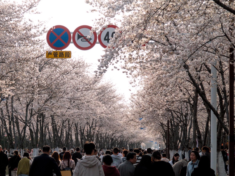 20260328_yangzhou, netpost