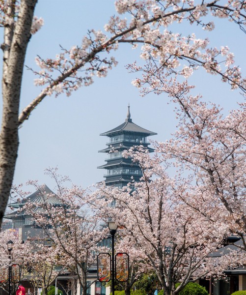 20260328_yangzhou, netpost